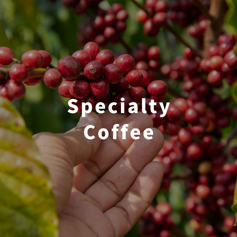 エチオピア モカレケンプティ G4 – 焙煎工房てんぷす エチオピア モカレケンプティ G4 – 焙煎工房てんぷす