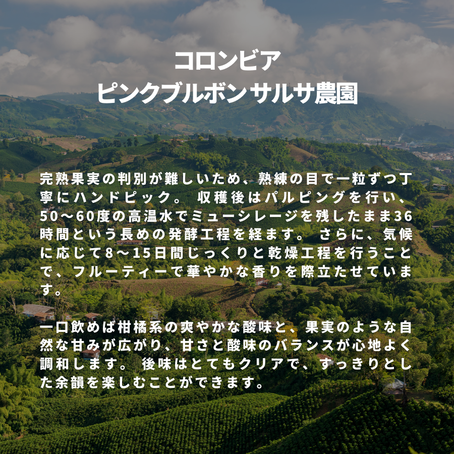 コロンビア ピンクブルボン サルサ農園