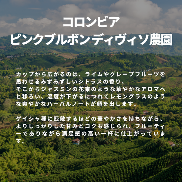 コロンビア ピンクブルボン ディヴィソ農園