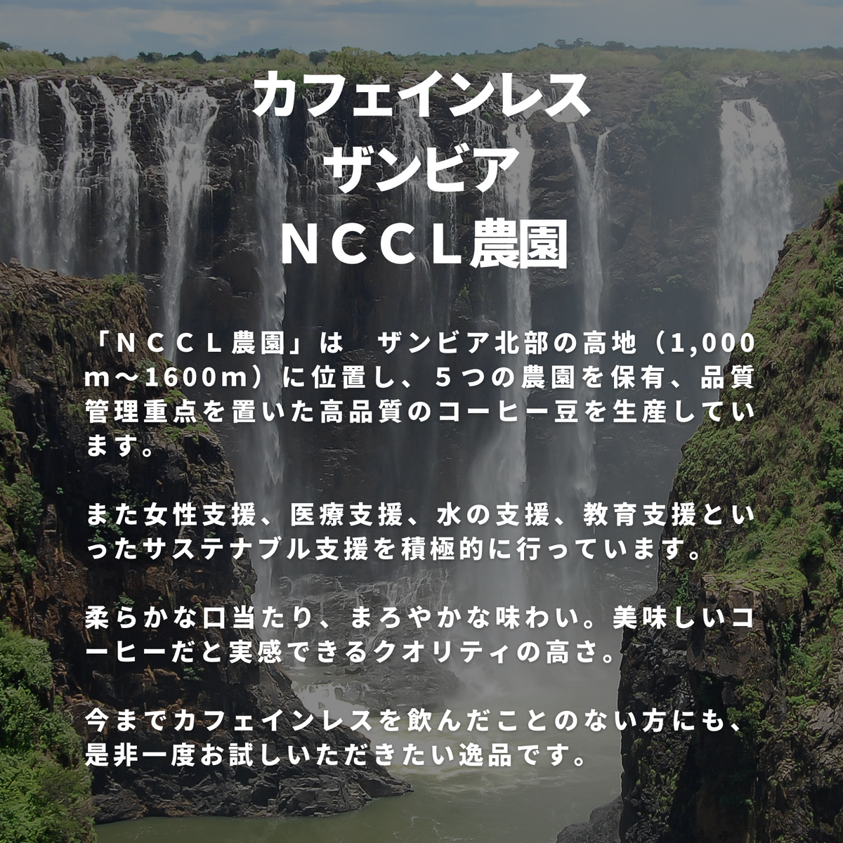 カフェインレス ザンビア ＮＣＣＬ農園