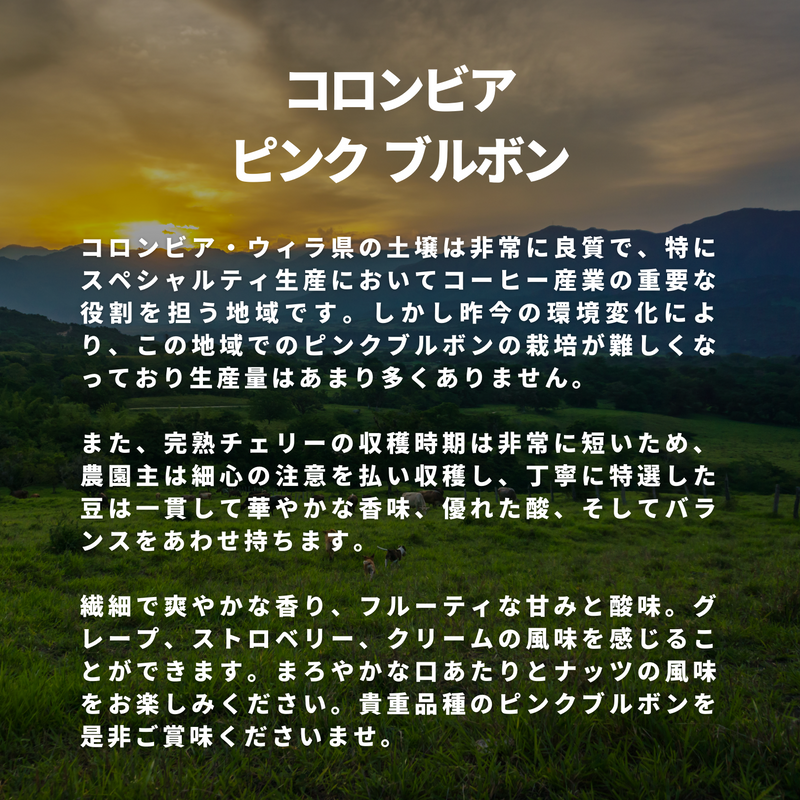 コロンビア ピンク ブルボン