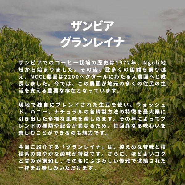 ザンビア グランレイナ