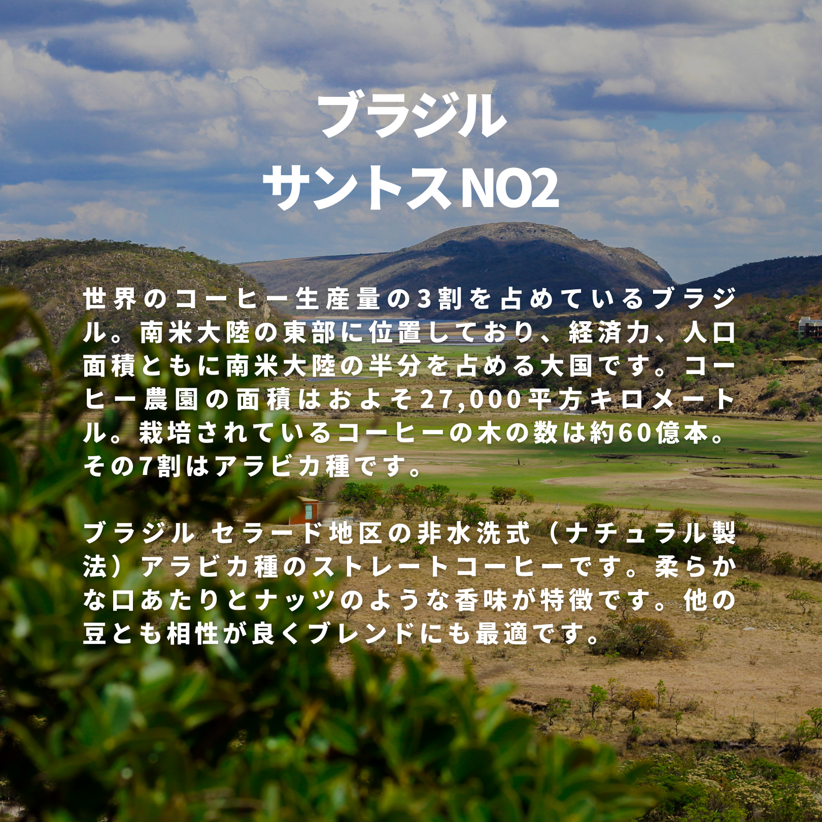 ブラジル サントス NO2 – 焙煎工房てんぷす ブラジル サントス NO2 – 焙煎工房てんぷす