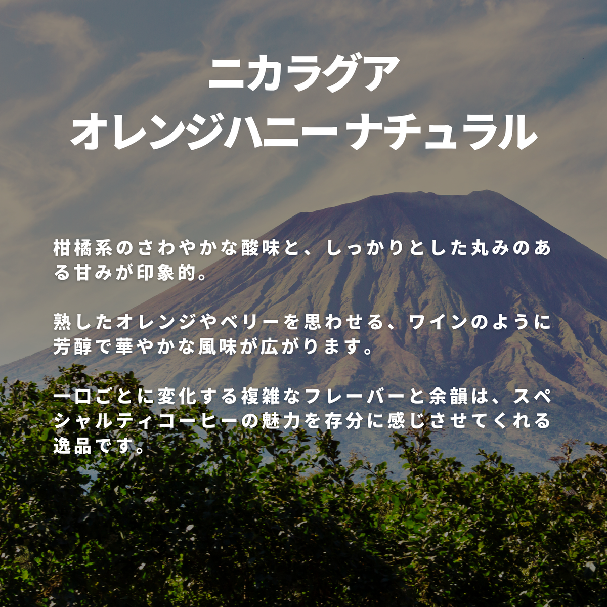 ニカラグア オレンジハニー ナチュラル