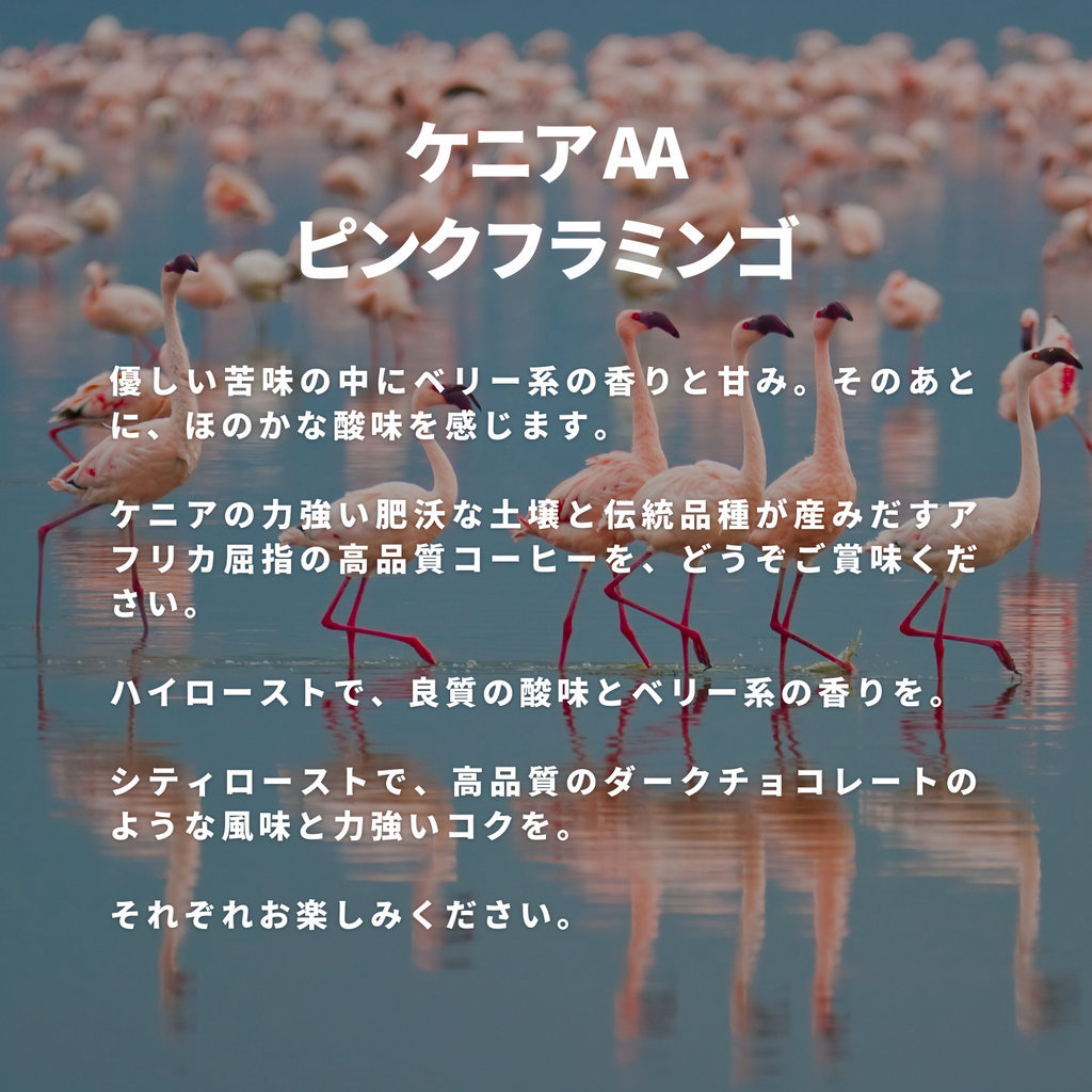 ケニアAA ピンクフラミンゴ – 焙煎工房てんぷす