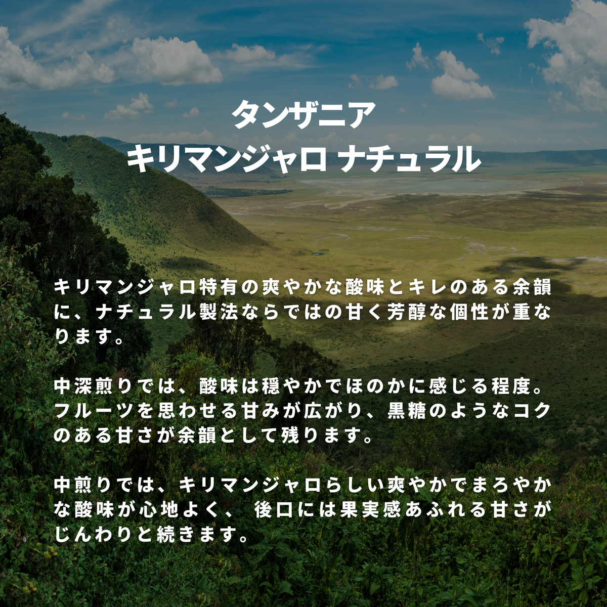 タンザニア キリマンジャロ ナチュラル