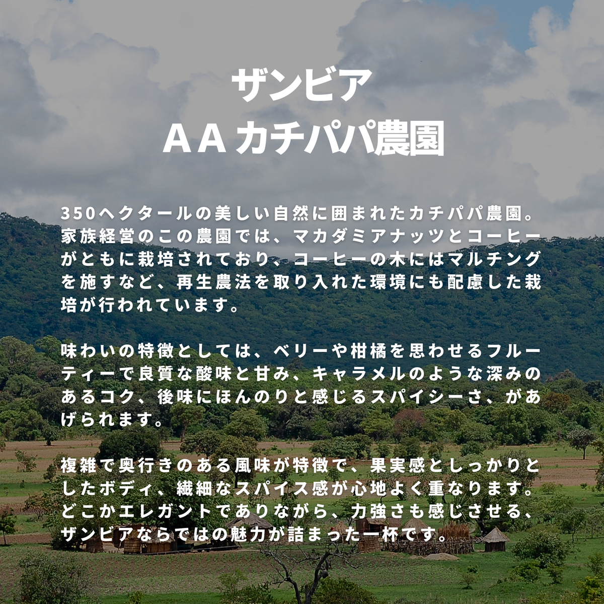 ザンビア ＡＡ カチパパ農園
