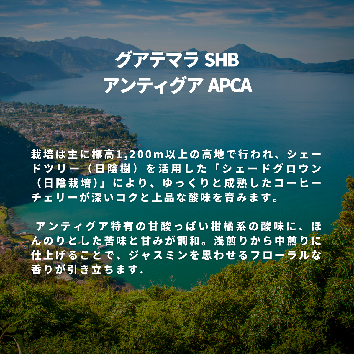 グアテマラ SHB アンティグア APCA