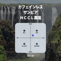 カフェインレス ザンビア ＮＣＣＬ農園