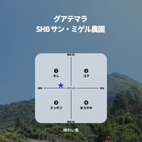 グアテマラ SHB サン・ミゲル農園