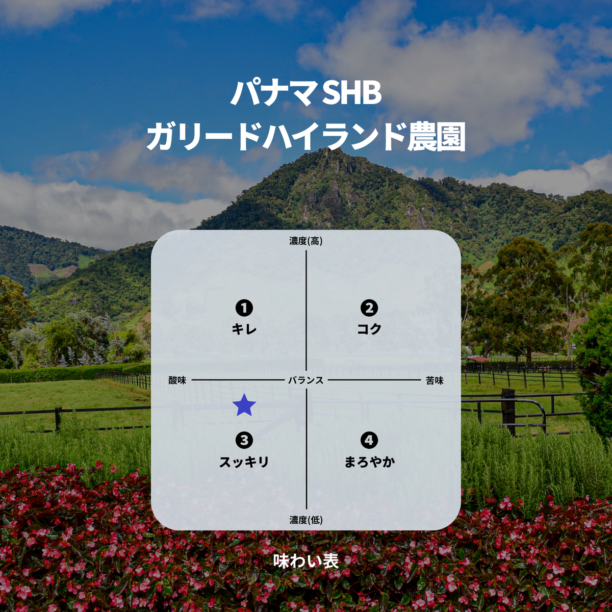 パナマ SHB　ガリードハイランド農園