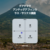 グアテマラ アンティグア フィンカ ラス・サリナス農園