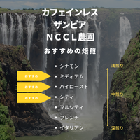 カフェインレス ザンビア ＮＣＣＬ農園