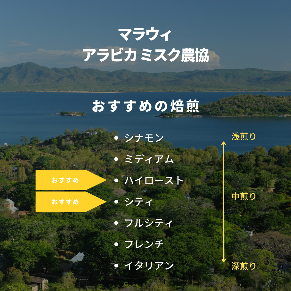 マラウィ アラビカ ミスク農協