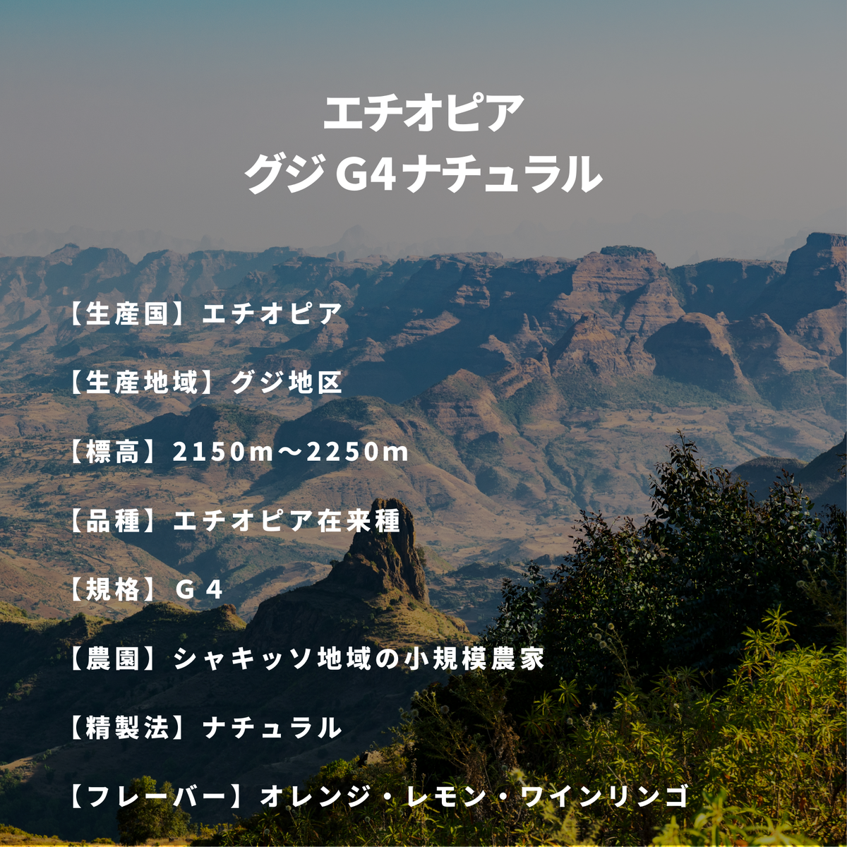 エチオピア グジG4ナチュラル