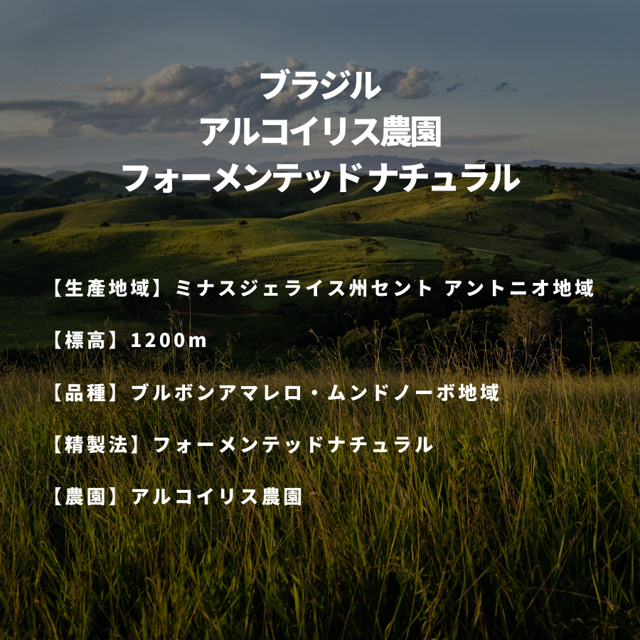ブラジル アルコイリス農園 フォーメンテッド ナチュラル