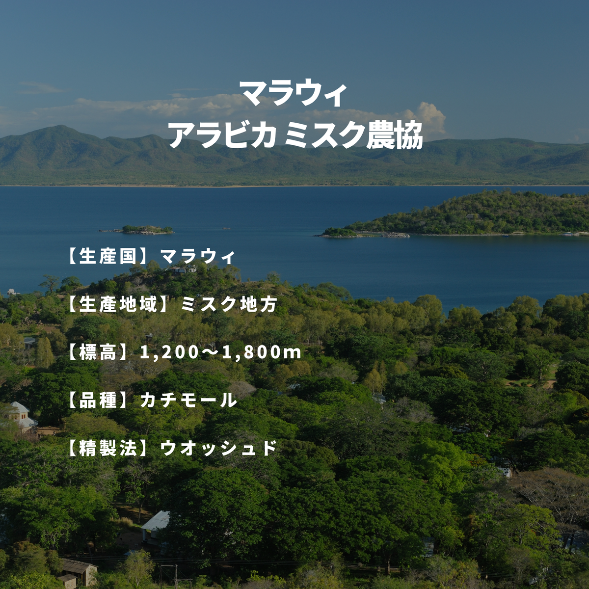 マラウィ アラビカ ミスク農協