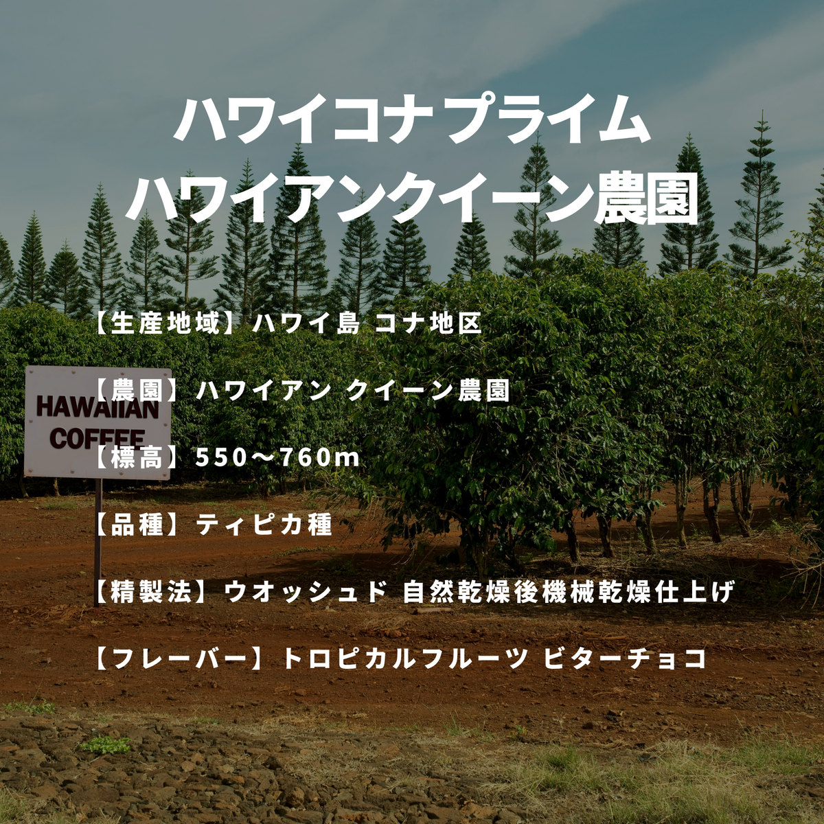 ハワイコナ プライム ハワイアンクイーン農園