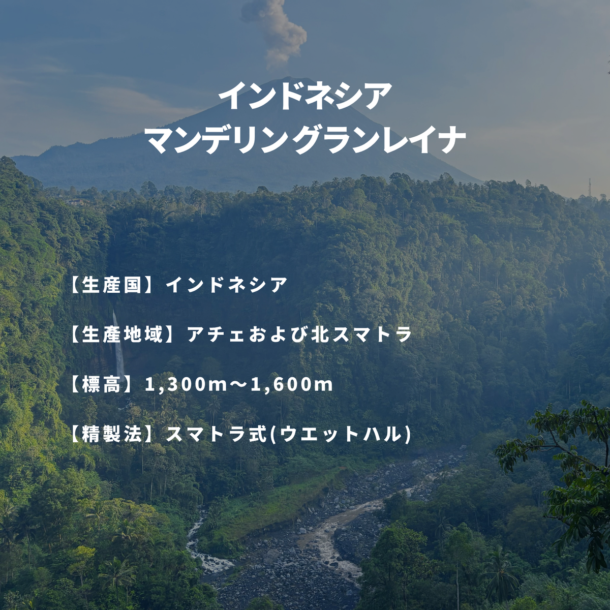 インドネシア マンデリン グランレイナ