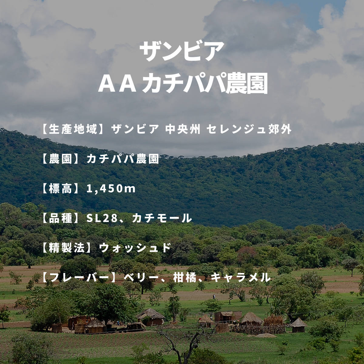 ザンビア ＡＡ カチパパ農園