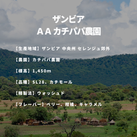 ザンビア ＡＡ カチパパ農園