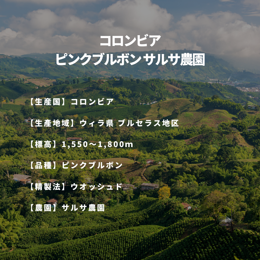 コロンビア ピンクブルボン サルサ農園