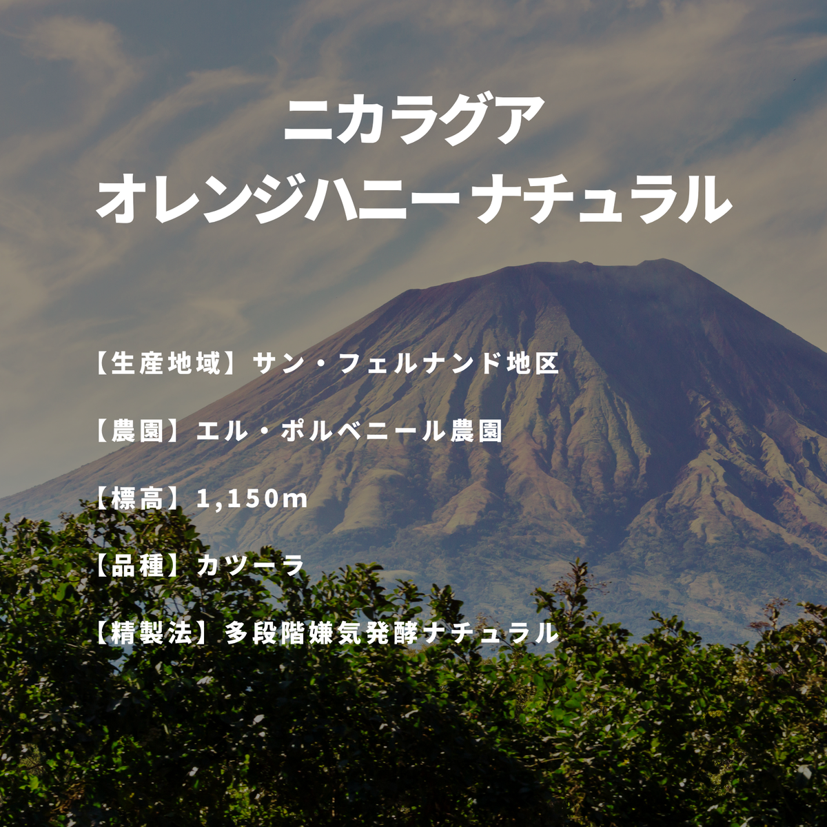ニカラグア オレンジハニー ナチュラル