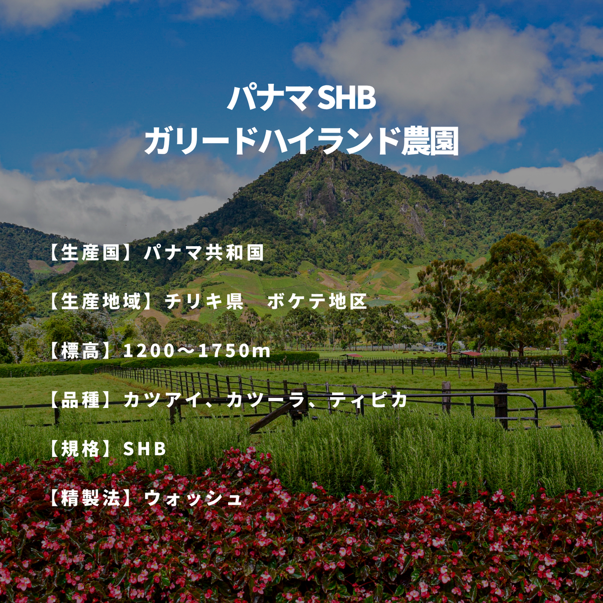 パナマ SHB　ガリードハイランド農園