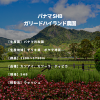 パナマ SHB　ガリードハイランド農園