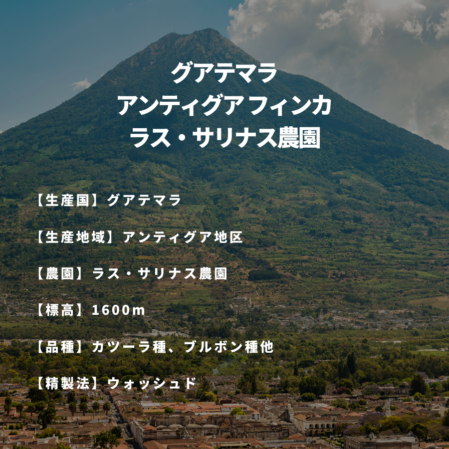 グアテマラ アンティグア フィンカ ラス・サリナス農園