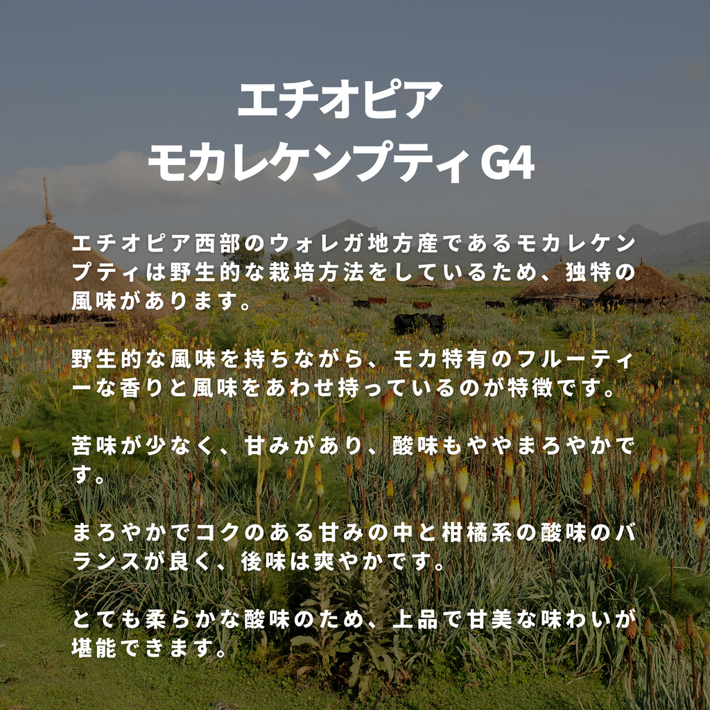 エチオピア モカレケンプティ G4 – 焙煎工房てんぷす