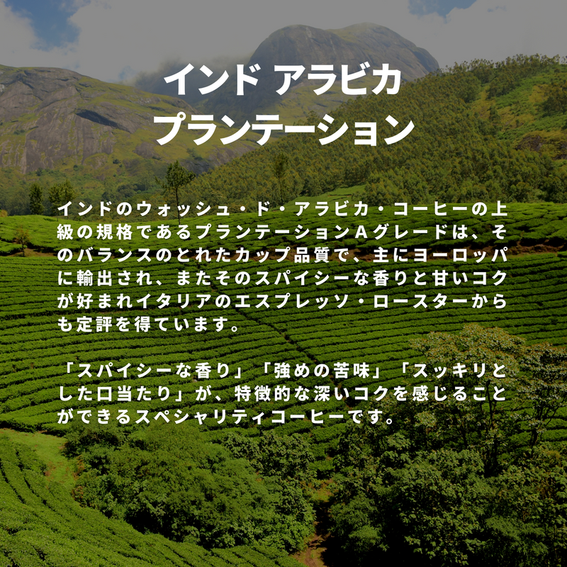 インド アラビカ プランテーション